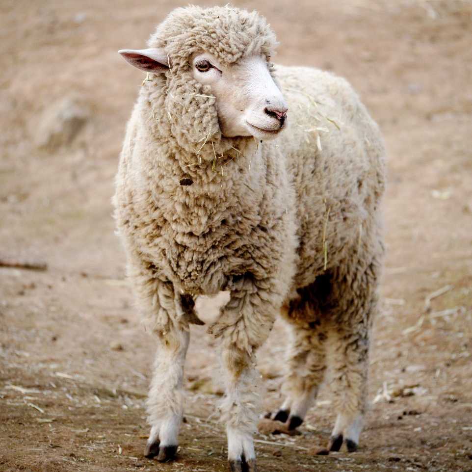 Merino Wool: Softness, Durability, and Sustainable Luxury – Oliver Charles