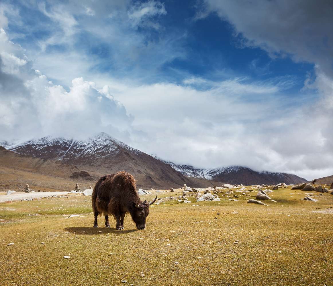 A yak grazing on a high plain below snow-covered Himalayan peaks