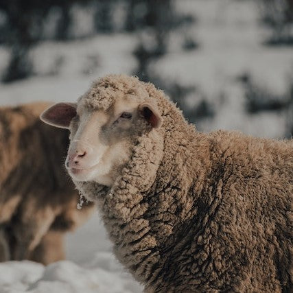 Merino Wool: 10 Common Misconceptions - Oliver Charles