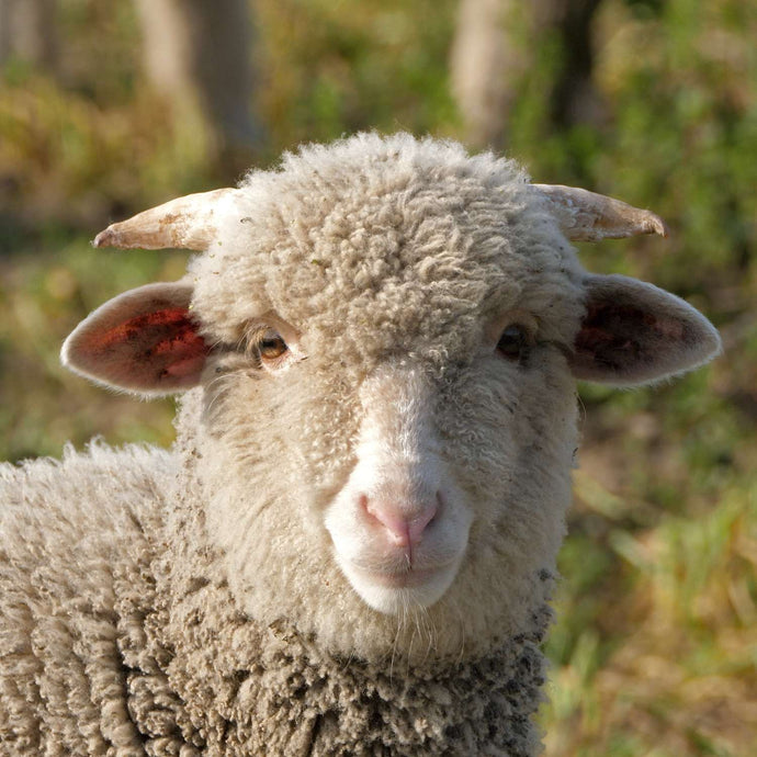 Merino Wool Made In The USA: Sourcing And Certifications