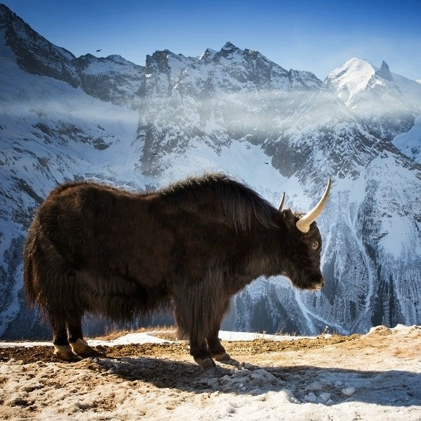 A Himalayan yak, the animal khullu is combed from