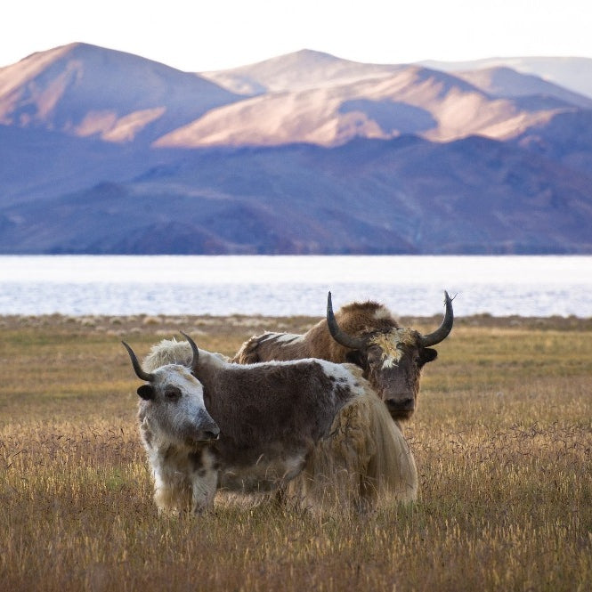 Yak Wool Is Still The Ultimate Sweater Material - Oliver Charles