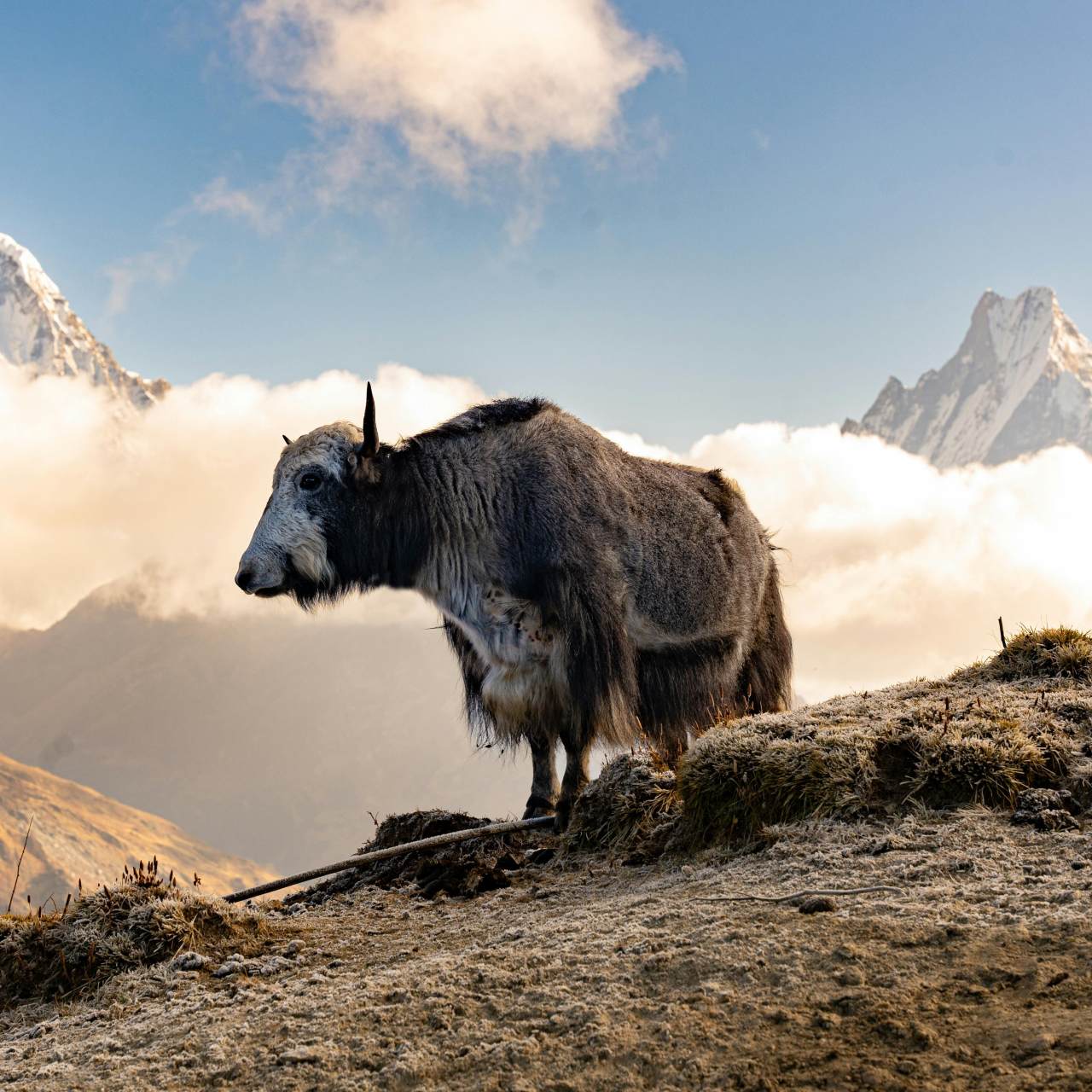 Yak Wool Vs Alpaca Wool - Oliver Charles
