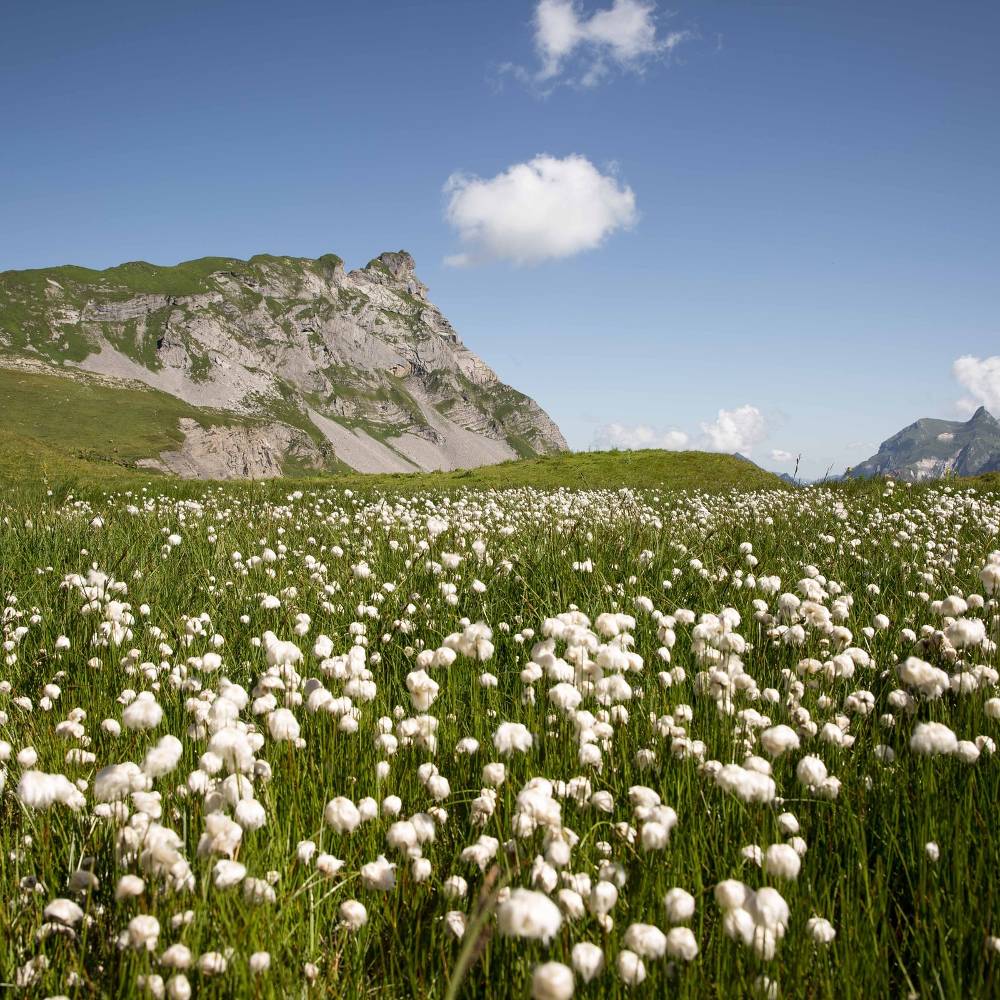 Organic Cotton: The 5 Minute Guide - Oliver Charles