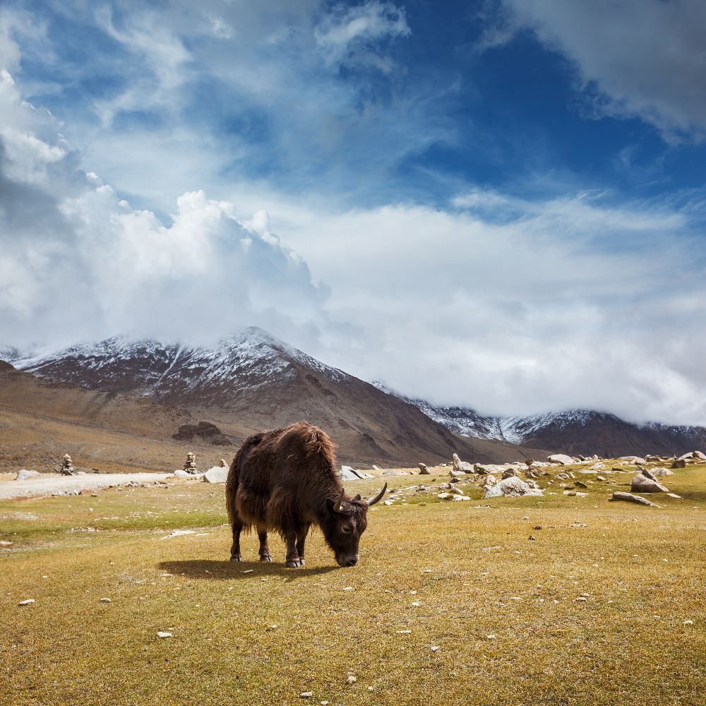 Yak Wool: 7 Facts About The Unsung Hero Of The Himalayas - Oliver Charles