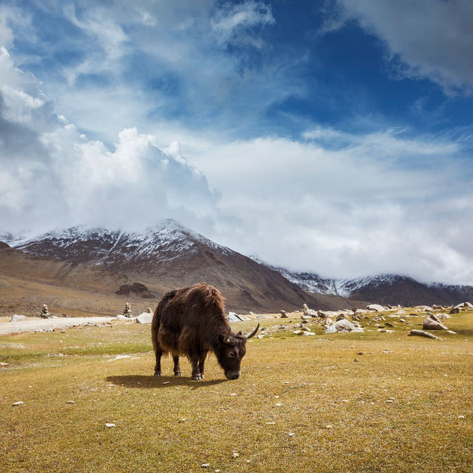 Yak Wool: 7 Facts About The Unsung Hero Of The Himalayas