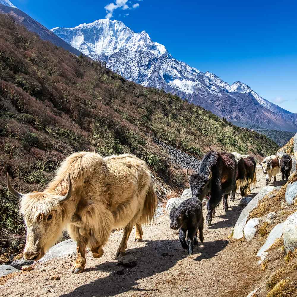 Yak Wool: A Fiber With 7 Enduring Benefits - Oliver Charles