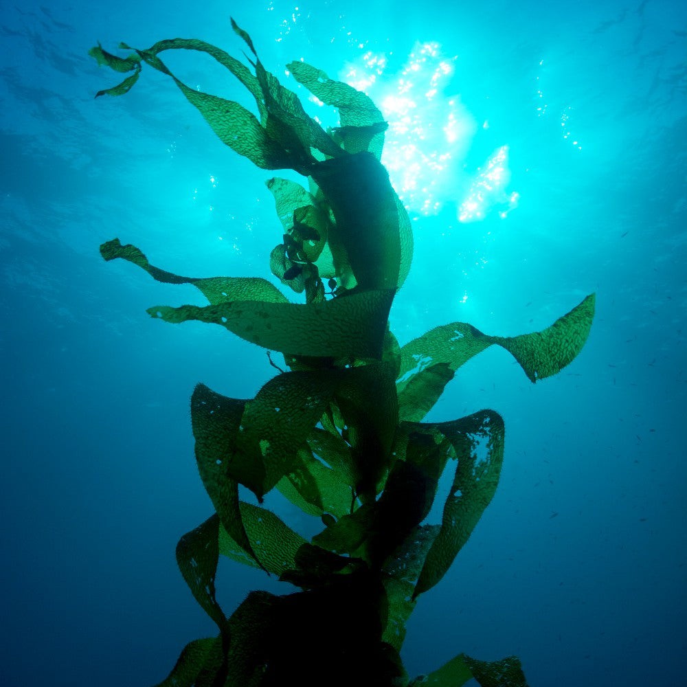 SeaCell